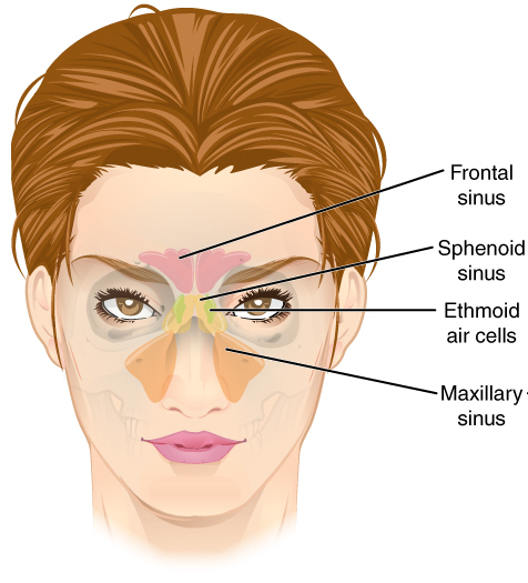 “Paranasal Sinuses ant.jpg” by OpenStax College is licensed under CC BY-SA 3.0. Access for free at https://openstax.org/books/anatomy-and-physiology/pages/7-2-the-skull Illustration of female's head, with labels for sinus areas