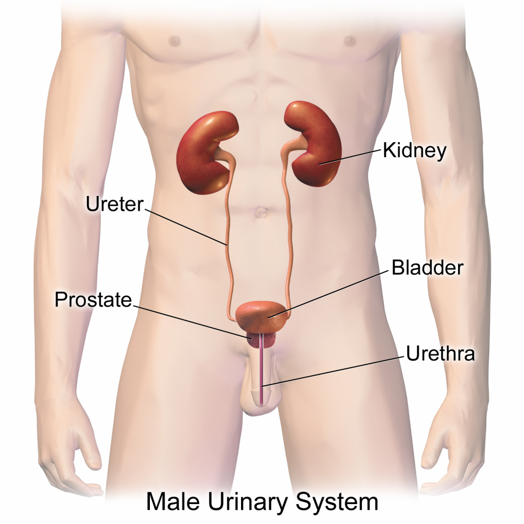 “Urinary_System_(Male).png” by BruceBlaus is licenced under CC BY-SA 4.0 Illustration of Male Urinary System, with labels