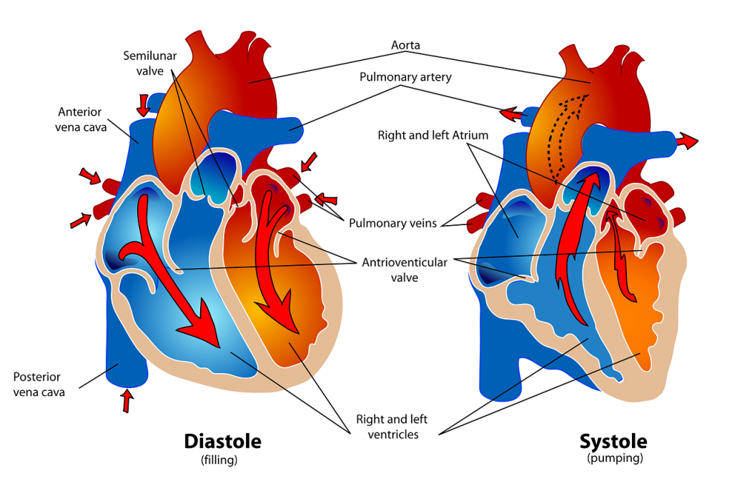 Human healthy pumping heart en.svg” by Lady of Hats, Mariana Ruiz Villarreal is licensed under CC0 Illustration of blood flow through human heart, with labels