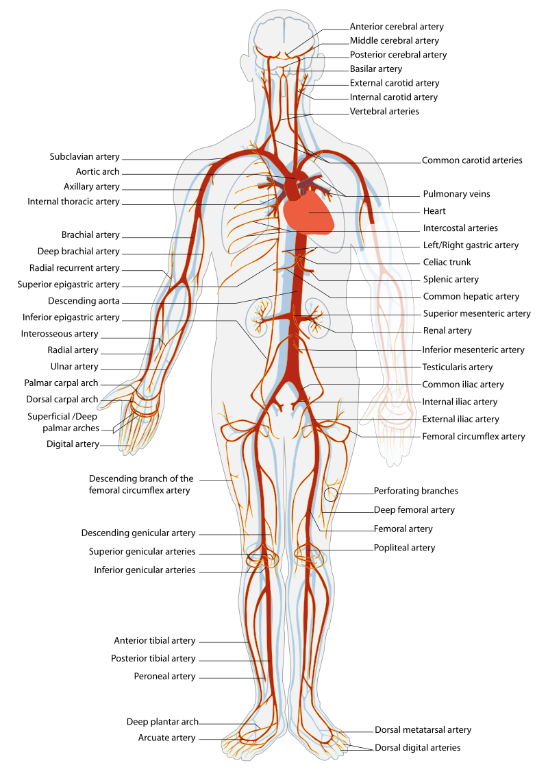 “Arterial System en.svg” by LadyofHats, Mariana Ruiz Villarreal is in the Public Domain Illustration showing arterial circulation in human body, with labels