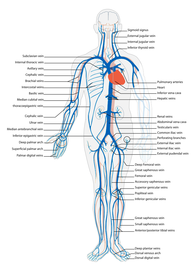 “Venous system en.svg” by Lady of Hats, Mariana Ruiz Vilarreal is in the Public Domain Illustration showing venous circulation in human body, with labels