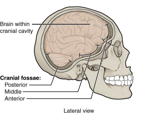 This work is derivative of “727_Cranial_Fossae.jpg” by OpenStax College is licensed under CC BY 3.0. Access for free at https://openstax.org/books/anatomy-and-physiology/pages/7-2-the-skull Illustration of cranial cavity, with labels