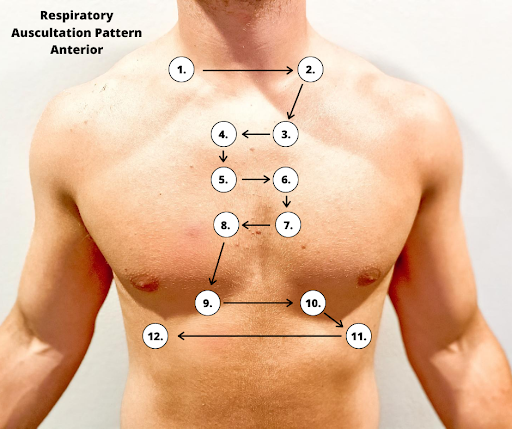 "Anterior Respiratory Auscultation Pattern.png by Meredith Pomietlo for Chippewa Valley Technical College is licensed under CC BY 4.0 Photo showing Anterior Auscultation Areas