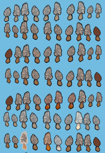 There are seventy morels on a blue background.