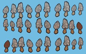 Thirty morels are laid in three rows. Each row has ten morels.