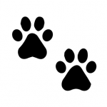 Animal tracks