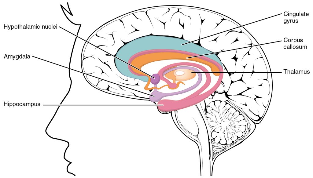 ”1511_The_Limbic_Lobe.jpg” by OpenStax College is licensed under CC BY 3.0. Access for free at http://cnx.org/content/col11496/1.6/ Illustration showing Areas of the Brain Regulating Mood, with textual labels