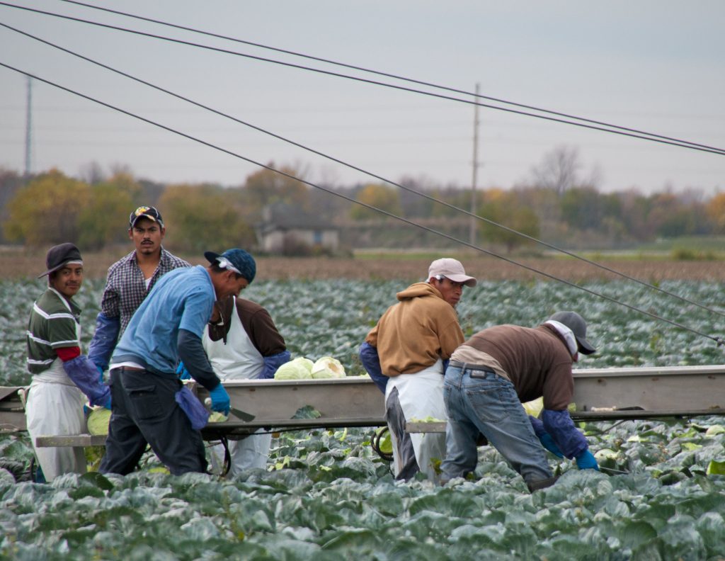 ”5123728839_1b7ce92b5c_k” by Bob Jagendorf is licensed under CC BY-NC 2.0 Photo showing Migrant Workers Harvesting Cabbage