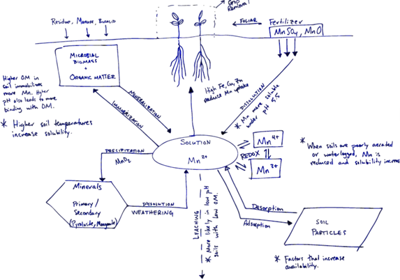 An example of hands-on student work: a diagram drawn on paper in blue pen. The lesson's content, about the manganese nutrient cycle, is represented visually through a combination of plant drawings, conceptual phrases, and arrows between them. The positioning of concepts and drawings on the paper roughly represents the height or depth above or below ground where that stage of the cycle takes place. An example of hands-on student work: a diagram drawn on paper in blue pen. The lesson's content, about the manganese nutrient cycle, is represented visually through a combination of plant drawings, conceptual phrases, and arrows between them. The positioning of concepts and drawings on the paper roughly represents the height or depth above or below ground where that stage of the cycle takes place.