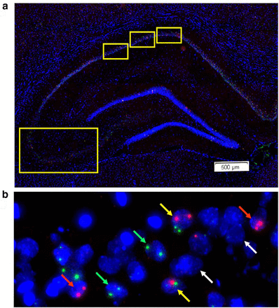 IEG expression in dorsal hippocampus. (a) Low-magnification image of DAPI-stained dorsal hippocampus indicating the fields imaged for CA1 and CA3. The relative positions analyzed for CA1 (top) and CA3 (bottom, left) are indicated by yellow boxes. (b) Representative 20× projection image of CA3 from rat trained in context discrimination conditioning, showing Arc+ (red arrows), H1a+ (green arrows), Arc/H1a+ (yellow arrows), and negative (white arrows) neurons.