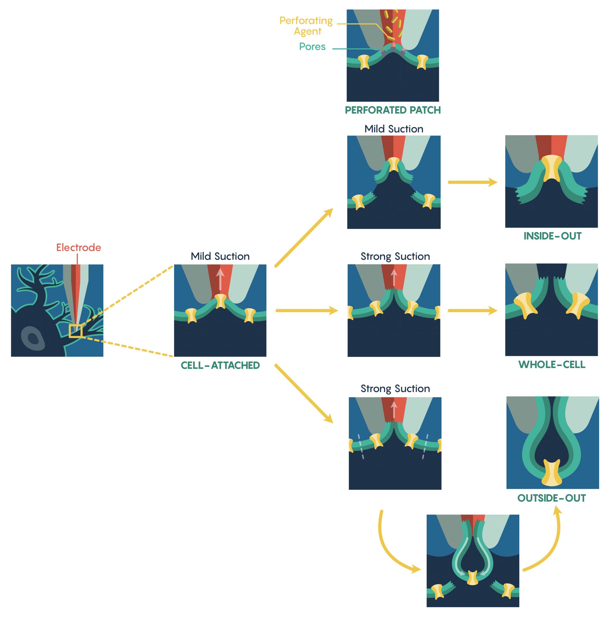 Electrophysiological methods. The cell-attached patch-clamp method. The perforated patch, outside-out and inside-out configurations. To show potential dialysis, the pipette lumen and cytoplasm are represented by red and navy blue, respectively.