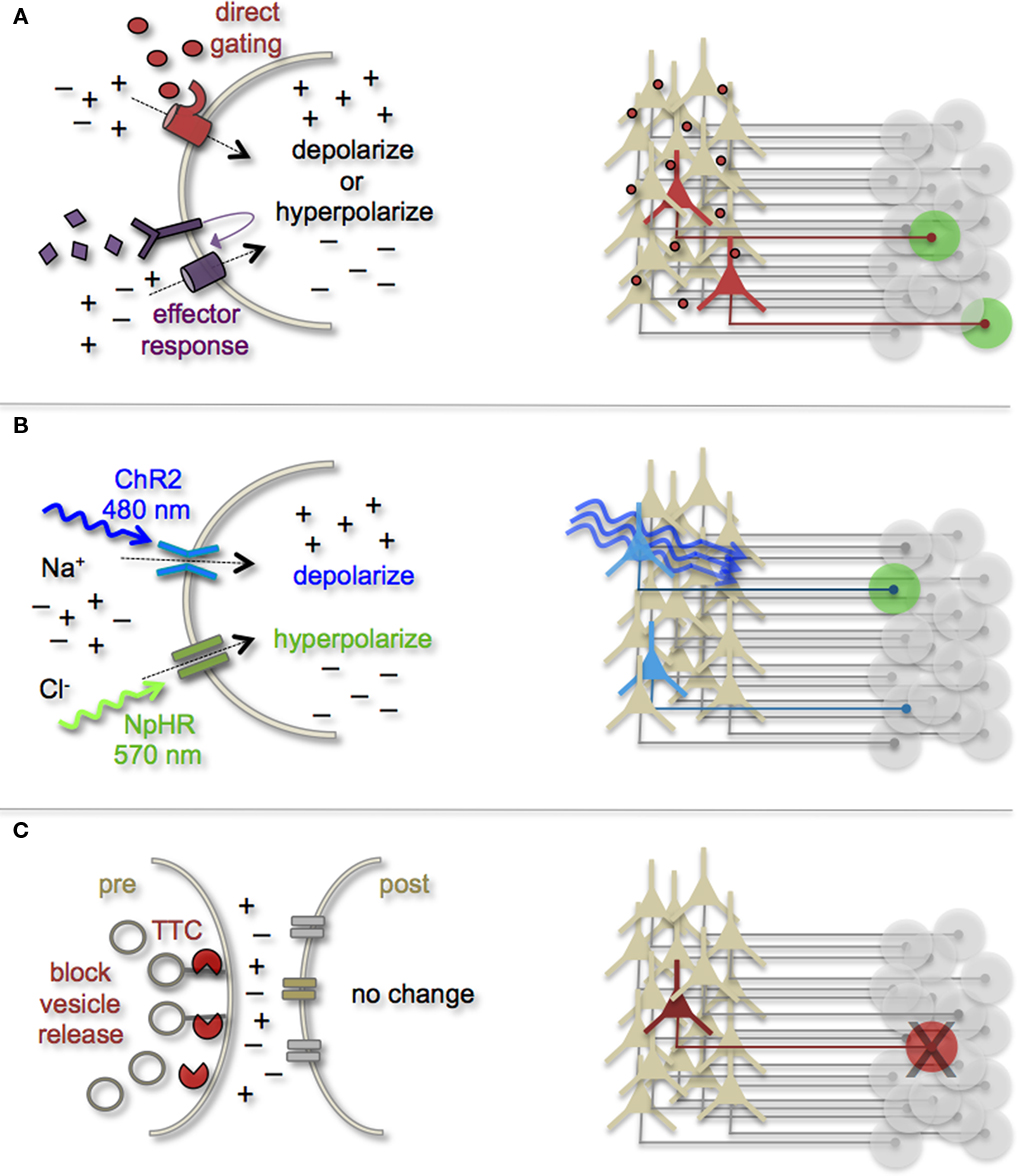 (A) Neurons can be targeted for heterologous receptor expression. These foreign receptors can be either directly or indirectly gated by application of exogenous ligands (depicted as red ovals and purple diamonds). Left: heterologous receptor activation via application of synthetic ligands can be used to change a neuron’s ionic equilibrium and thus firing properties. Right: depending on molecular properties, exogenous ligands spread variably throughout brain tissue. All neurons expressing the heterologous receptors are capable of being activated and driving target cell responses (represented as green circles). (B) Expression of light-gated channels can be used to modulate neuronal firing with photons. Left: ChR-2 is a non-selective cation channel that responds optimally to blue light. Photostimulating this channel results in positive inward currents, depolarization, and neuronal firing. NpHR is a photoactive chloride pump that responds optimally to greenish-yellow light. Photostimulating this pump protein results in negative inward currents, hyperpolarization, and neuronal silencing. Right: FP-fusion reporters can be used to identify cells that express photoresponsive proteins (represented by blue coloring). Only neurons expressing the photoresponsive channels and receive photons show light activated modulation, whereas downstream circuit targets can be monitored for post-synaptic photo responses (green coloring). (C) Targeted expression of synaptic toxins in neurons can be used to block synaptic vesicle release and inhibit neurotransmission to post-synaptic targets. TTC, tetanus toxin.