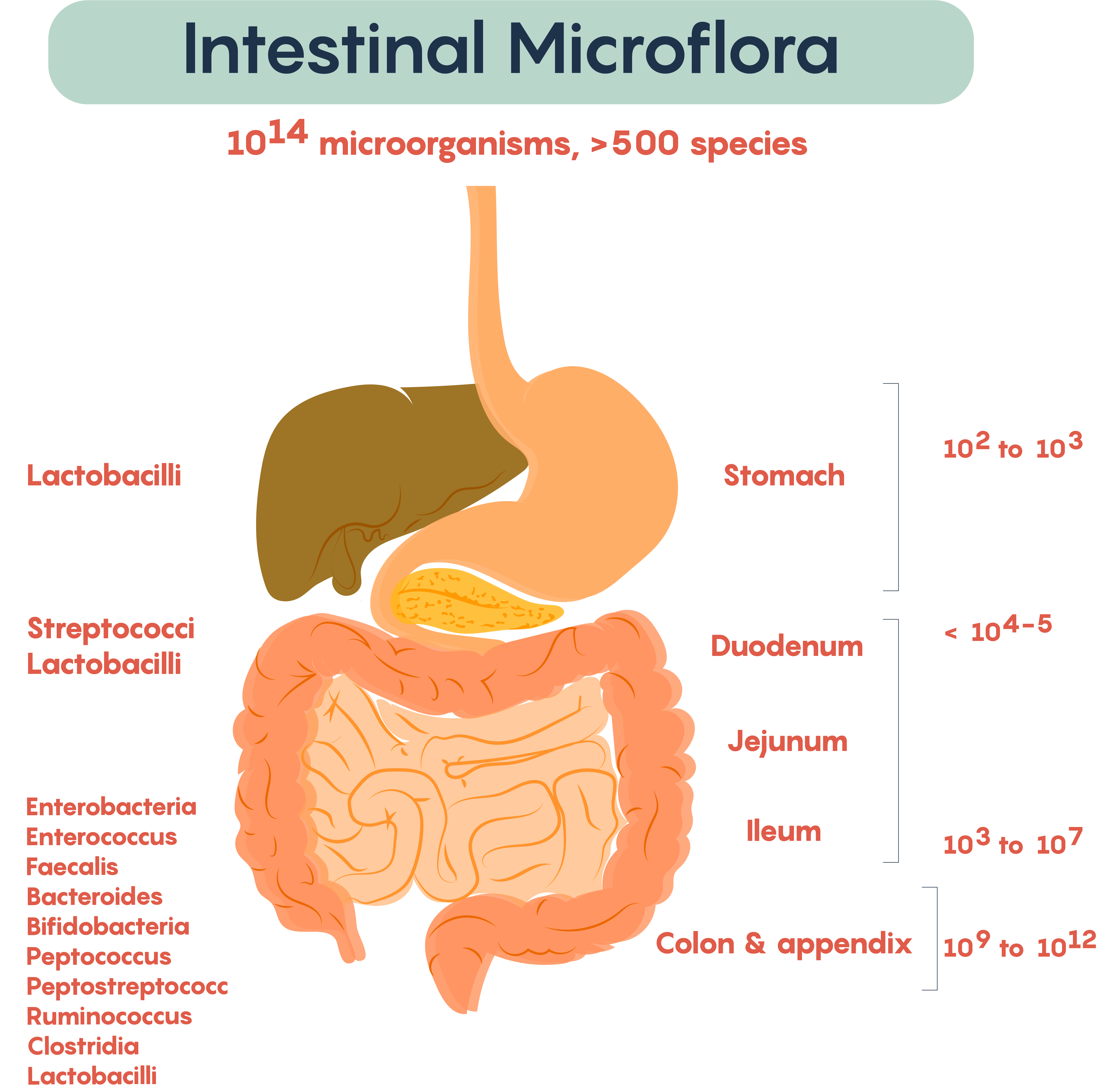 Microbial density in the gut. Overall, there are 10^14 microorganisms residing in the human gut, with over 500 unique species. In the stomach, the majority are the Lactobacilli, making up about 10^2 to 10^3. In the Duodenum, there are Streptococci and Lactobacilli, with a concentration of 10^4 or 10^5. As we descend past the jejunum and into the ileum, the concentration of bacteria increase dramatically - up to ten million bacteria reside here. Bacteria such as Enterobacteria, Enterococcus, Faecalis, Bacteroides, Bifidobacteria, Peptococcus, Peptosteptococc, Ruminococcus, Clostridia, and Lactobacilli. These bacteria are also common in the colon and appendix, but the microorganism concentrations increase yet again, to 10^9 to 10^12. There is a general trend that complexity and concentration of bacteria increases as we descend the GI tract.