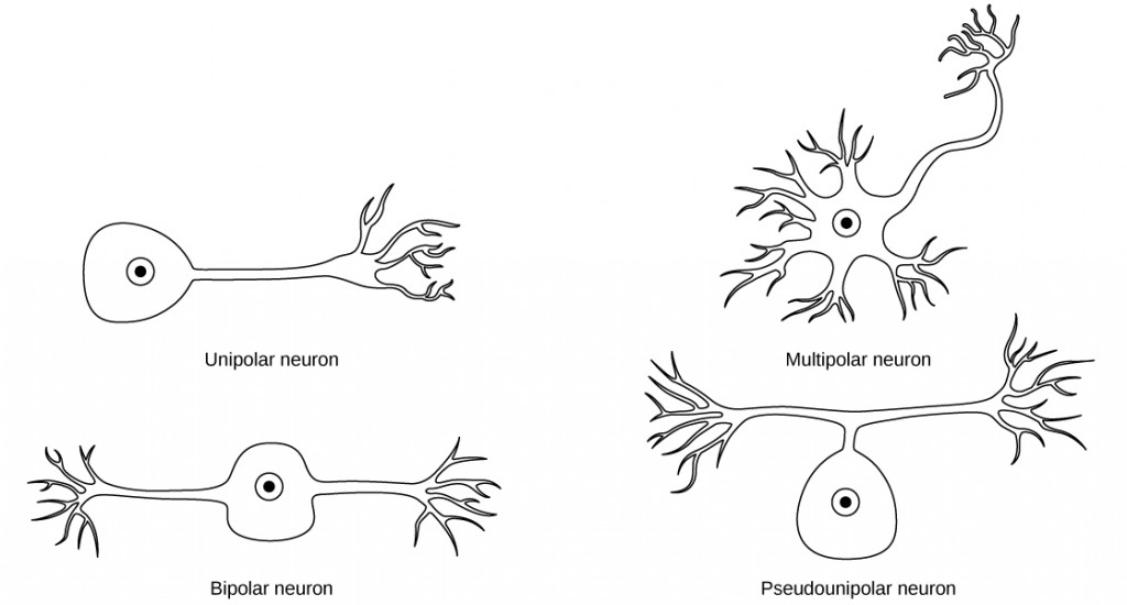 Concepts of Biology - 1st Canadian Edition Four neurons types are shown in the image. The first is a unipolar cell. It has a circular cell body with an axon extending in one direction and branches splitting off into axon terminals. The next is a bipolar neuron which is a circular cell body with axons projecting in two directions at a 180 degree angle. Each set of axons branches off into either dendrites or an axon terminal. The third is a pseudounipolar neuron. Here the cell body comes off of the axons to make a T shape. The last neuron is multipolar neuron. Here there are plenty of dendrites directly connected to the cell body. Then there is a single axon projecting out from the cell into an axon terminal.