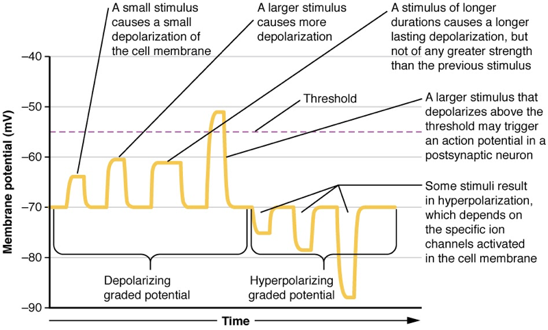 Voltage trace from a cell showing blocks of time during which membrane potential decreases or increases.